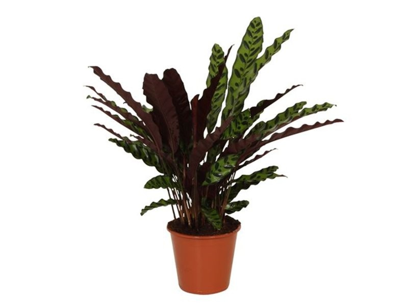 CALATHEA  M17 LANCIFOLIA