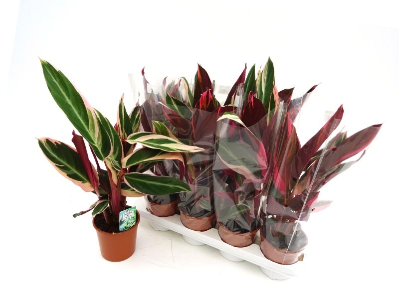 CALATHEA  M14 TRIOSTAR