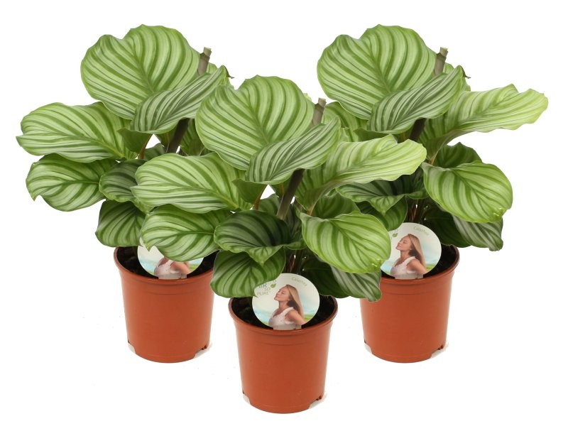 CALATHEA  M14 ORBIFOLIA