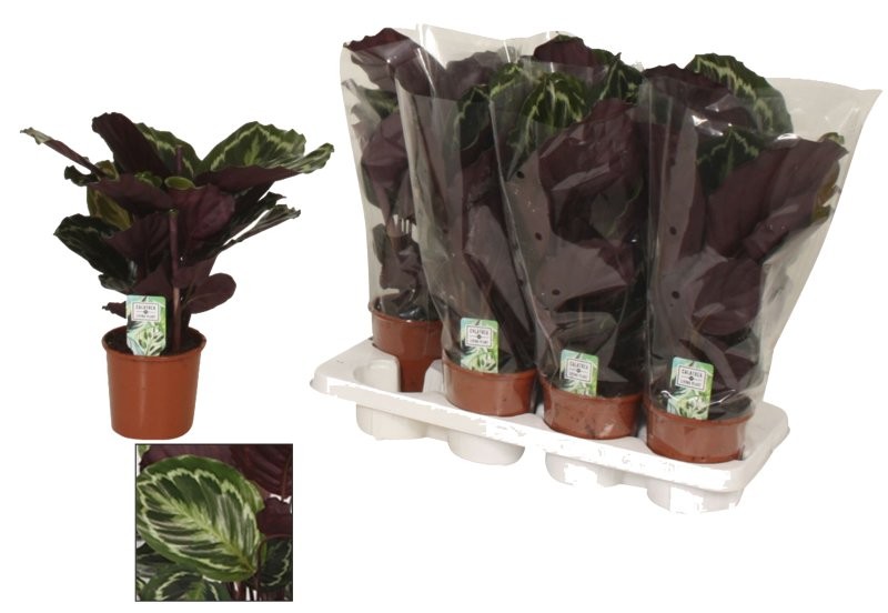 CALATHEA  M14 MEDALLION