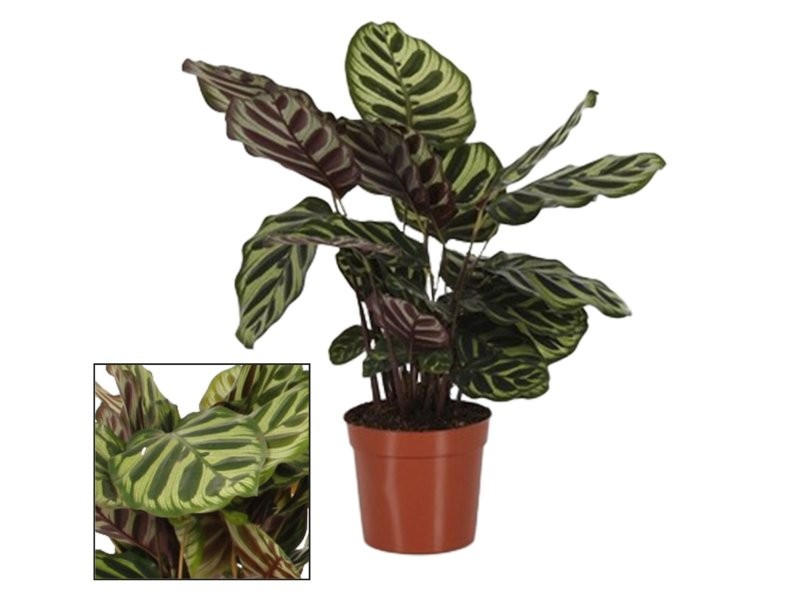 CALATHEA  M14  MAKOYANA