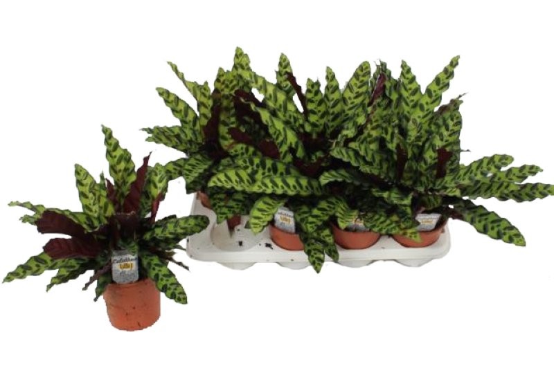 CALATHEA  M14 LANCIFOLIA