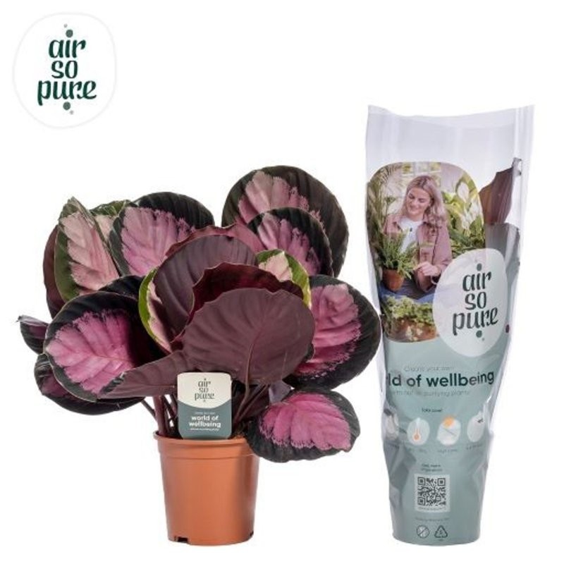 CALATHEA  M14 CRIMSON