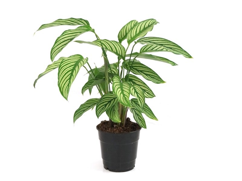 CALATHEA  M12 VITATA