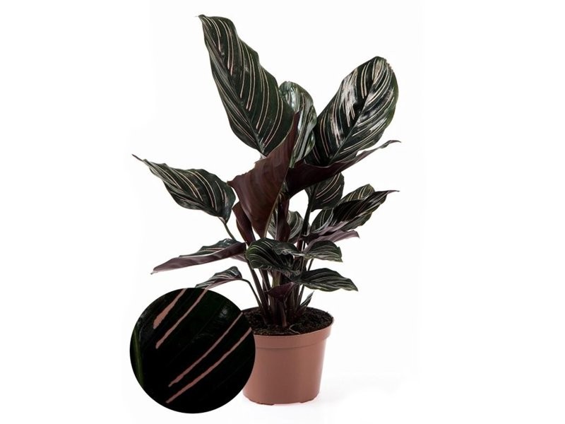 CALATHEA  M12  SANDERIANA ORNATA