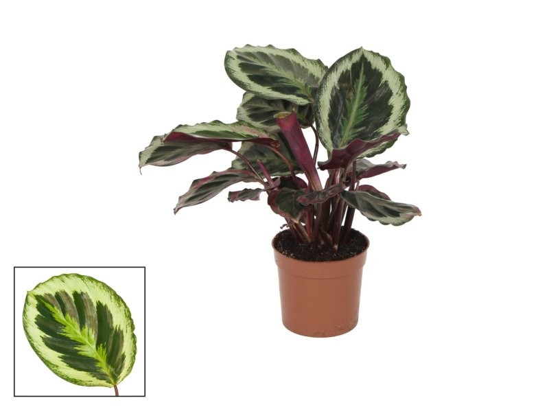 CALATHEA  M12  SHINESTAR