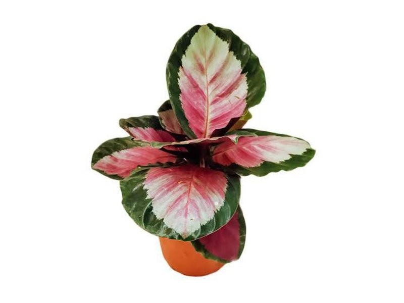 CALATHEA  M12  ROSEA-PICTA Rosy