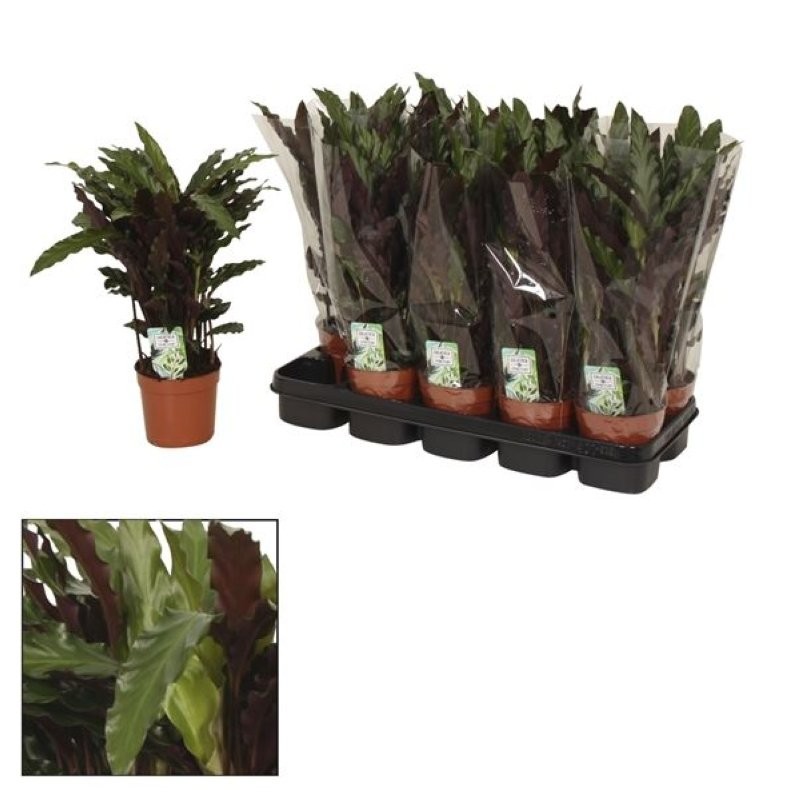 CALATHEA  M12  RUFIBARBA ELGERGRASS