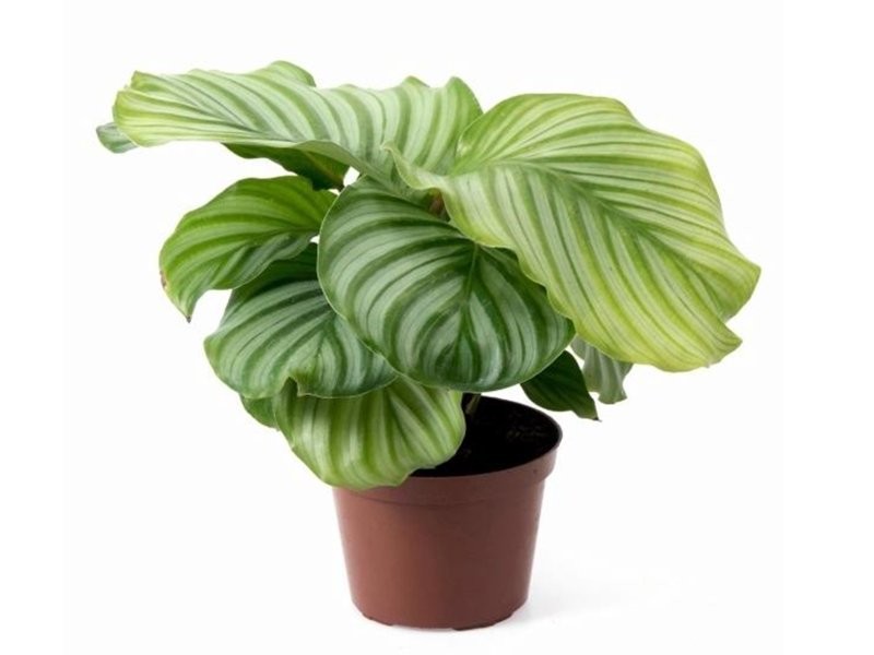 CALATHEA  M12  ORBIFOLIA