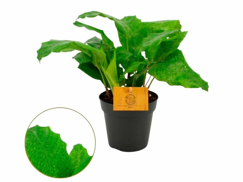 CALATHEA  M12  NETWORK