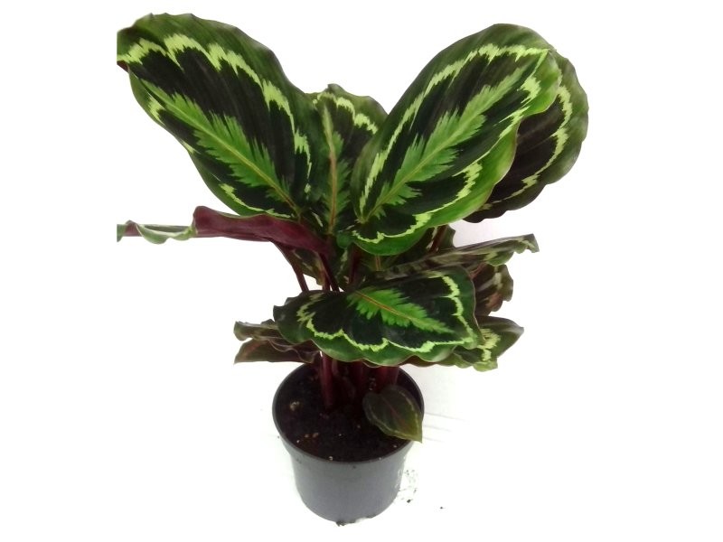 CALATHEA  M12  ROSEOPICTEA MEDAILLON