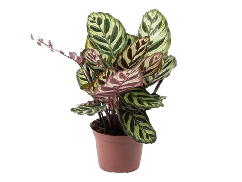 CALATHEA  M12  MAKOYANA H25