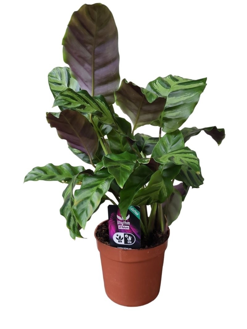 CALATHEA  M12  GREENSTAR