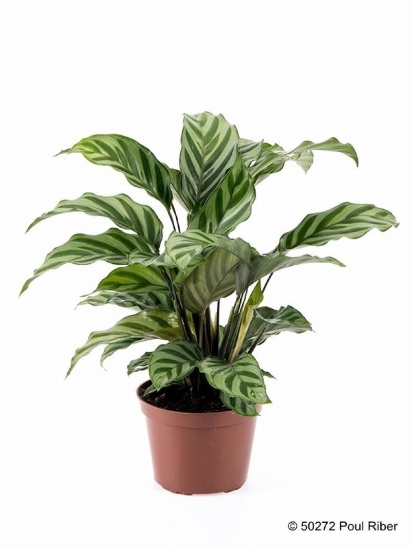 CALATHEA  M12  FREDDY