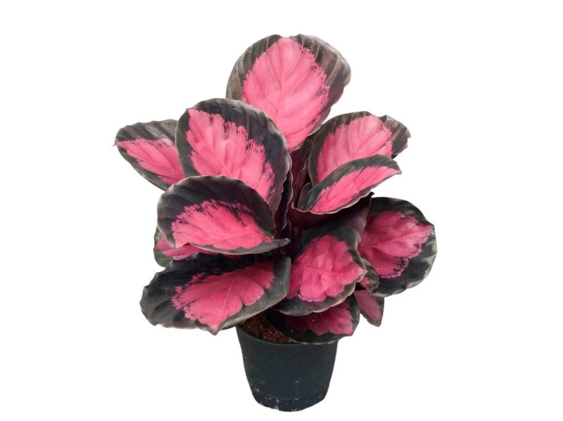 CALATHEA  M12  CRIMSON