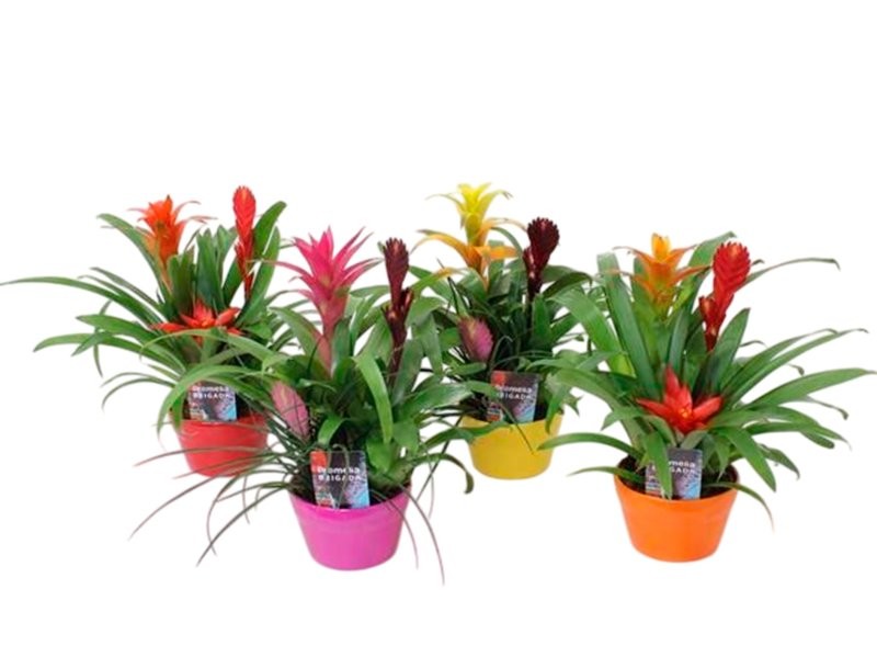 BROMELIA  MIX M16 EN CERAMICA x 3