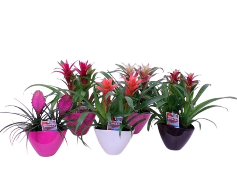 BROMELIA MIX M16 H35 CERAMICA x 2