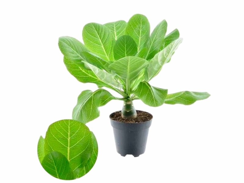 BRIGHAMIA INSIGNIS Hawaii Palm M12 H40