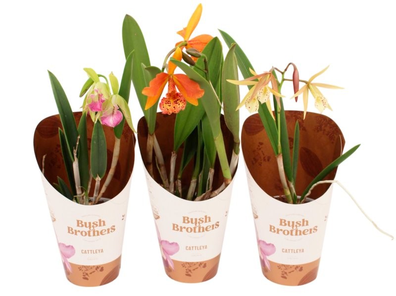 BRASSAVOLA  M12-55cm. 1 vares ORQUID