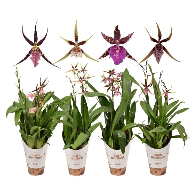 BRASSIA MIX M12-55cm. 2 vares ORQUID