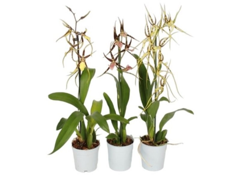 BRASSIA TOSCANE CASCADA M9 H35