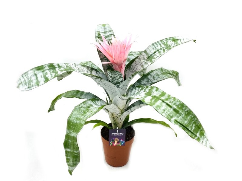 BILLBERGIA PRIMERA M15 Extra