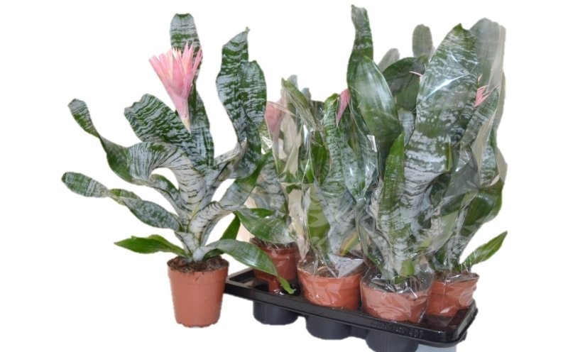 BILLBERGIA PRIMERA M15