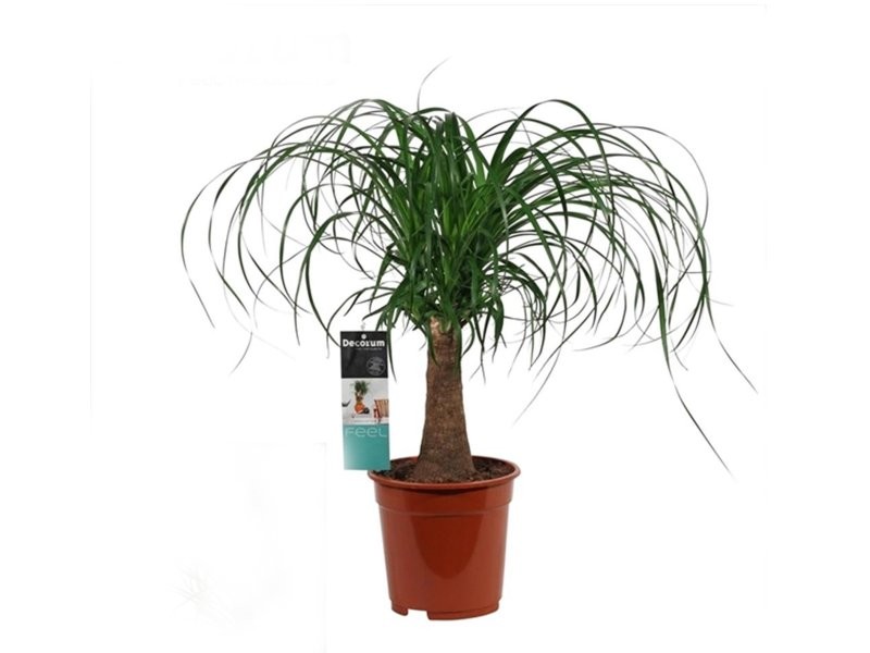 BEAUCARNEA 1tronc  50cm. M17 test