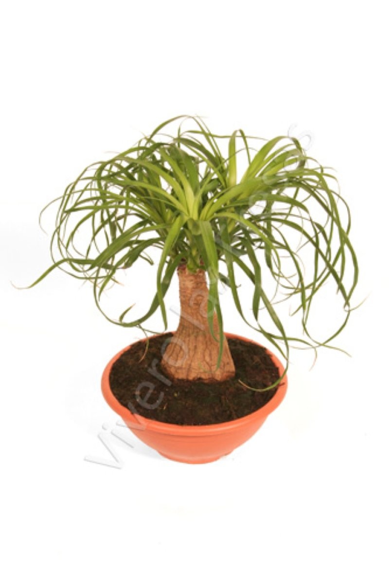 BEAUCARNEA 1tronc   45cm. Tarrina 17