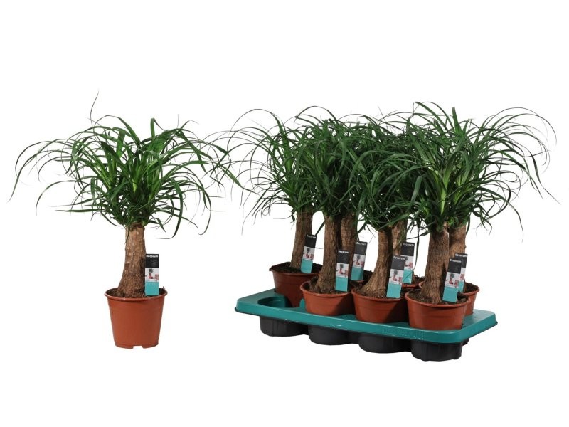 BEAUCARNEA 1tronc  40cm. M14