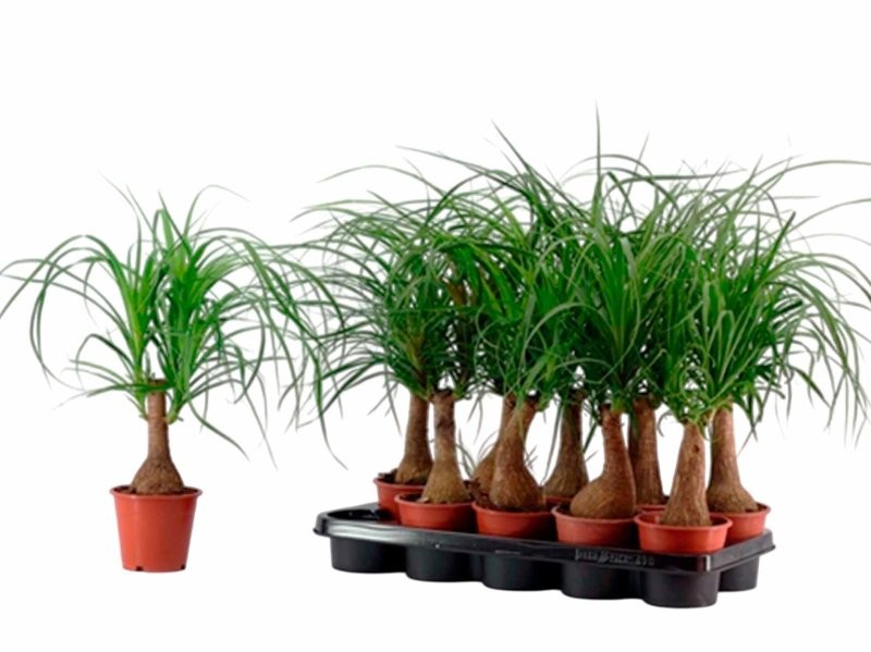 BEAUCARNEA 1tronc  35cm. M12