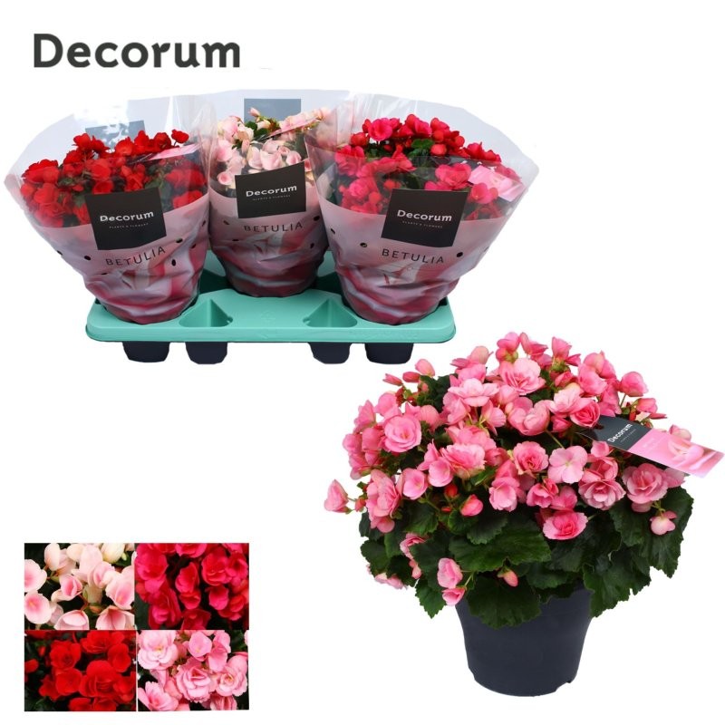 BEGONIA  ELATIOR TARRINA 19 betulia