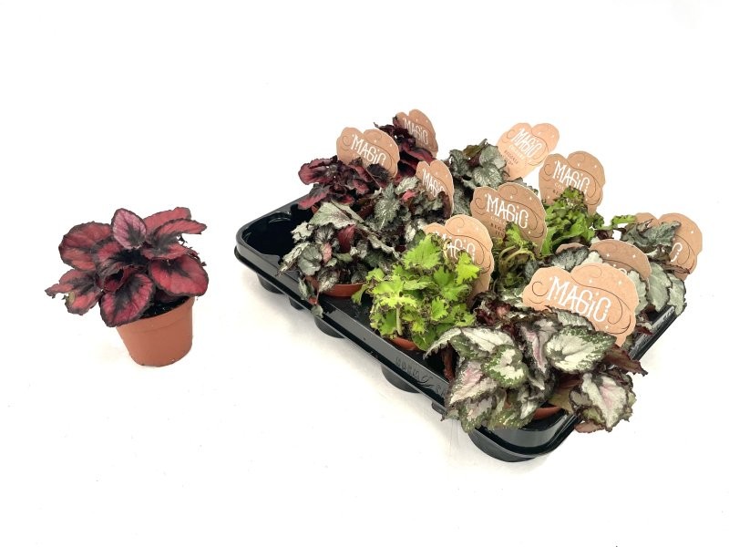 BEGONIA REX  M 9 mix