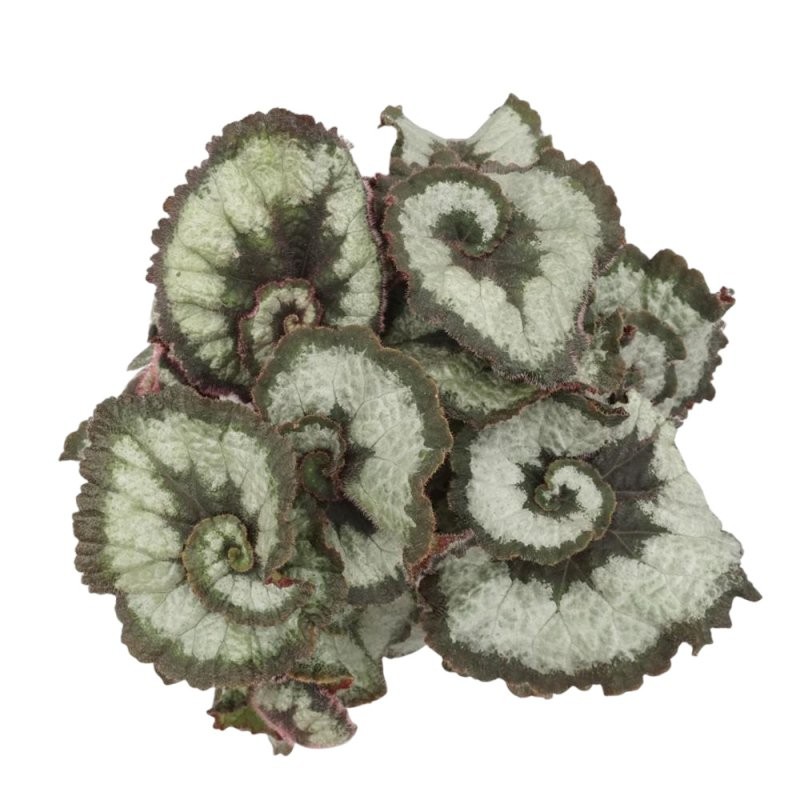 BEGONIA REX  M13  Princess of hanover