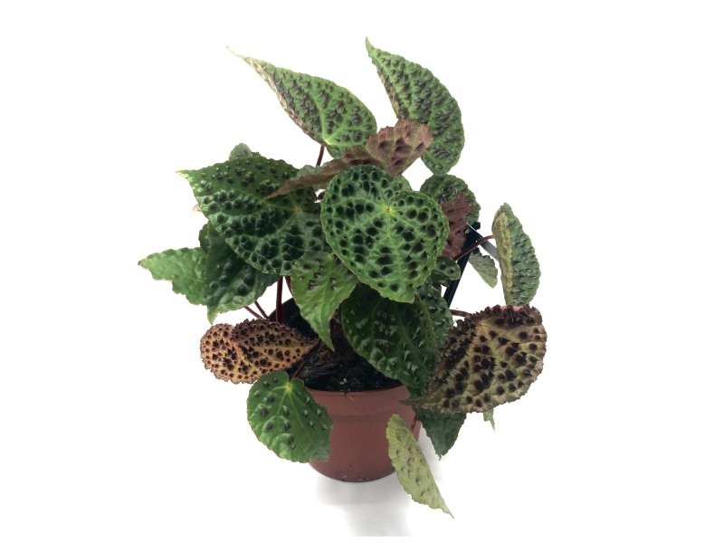 BEGONIA REX  M13  Ferox