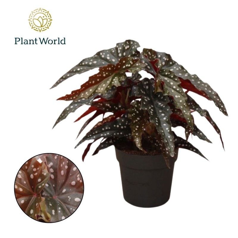 BEGONIA MACULATA M14  Black Forest