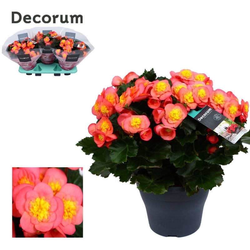 BEGONIA  ELATIOR M19 Belove