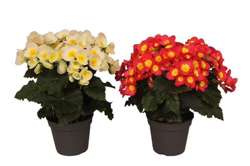 BEGONIA  M14 VALENTINO