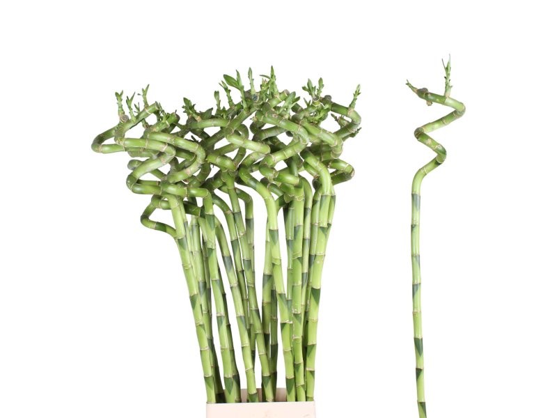 BAMBU  espiral  70cm.