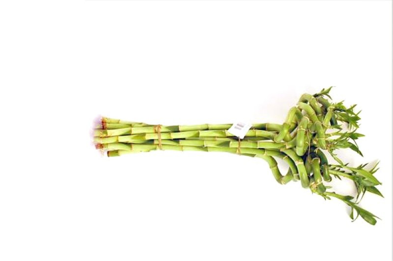 BAMBU  espiral  40cm.