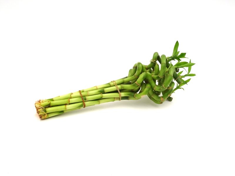 BAMBU  espiral  30cm.