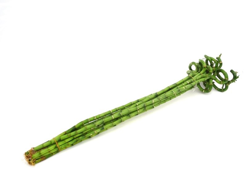 BAMBU  espiral 100cm.