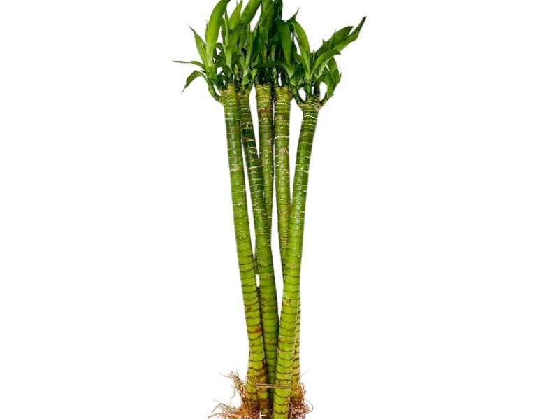 BAMBU  canyes TIGERS  60cm