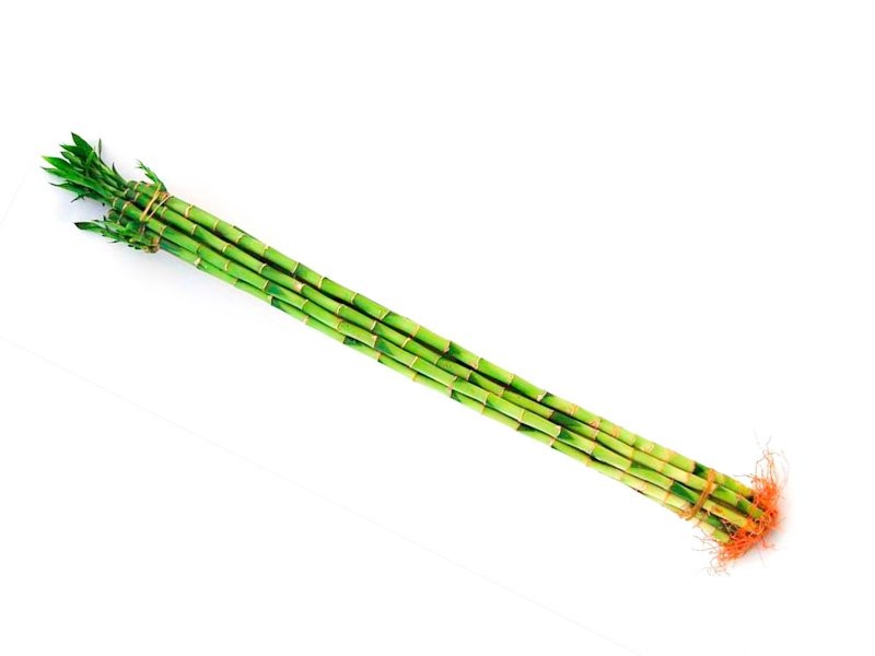 BAMBU  canyes  70cm