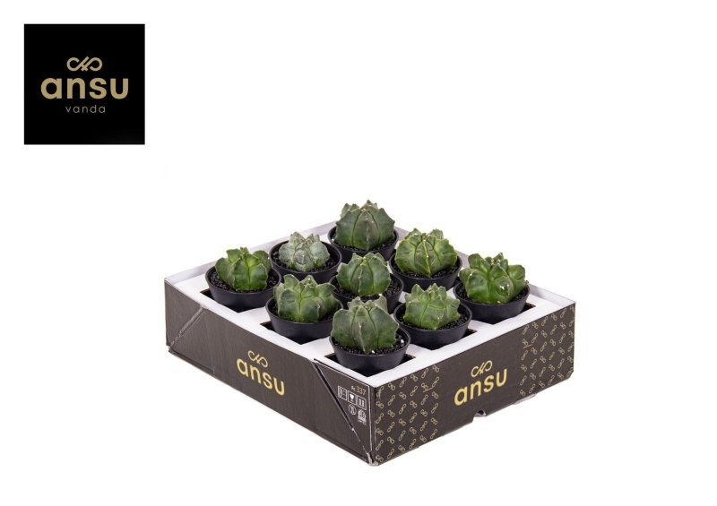 ASTROPHYTUM MYRIOSTIGMA M 7