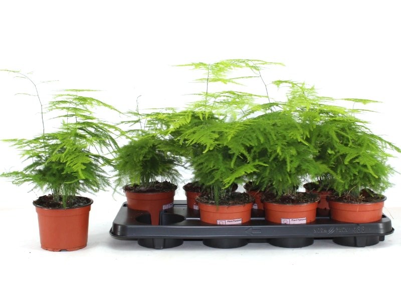 ASPARRAGUS PLUMOSUS  M12