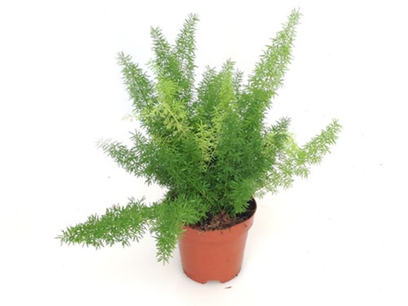 ASPARRAGUS MEYERII M12