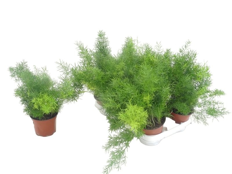 ASPARRAGUS SPRENGERII  M12