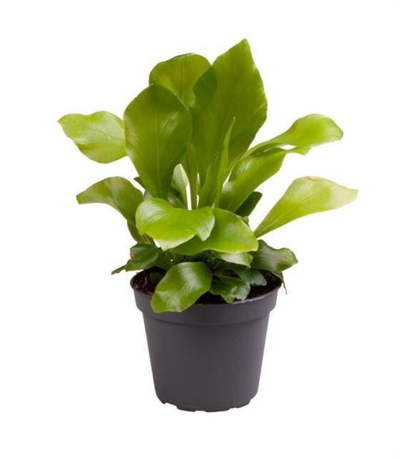 ASPLENIUM  M 6 MINI