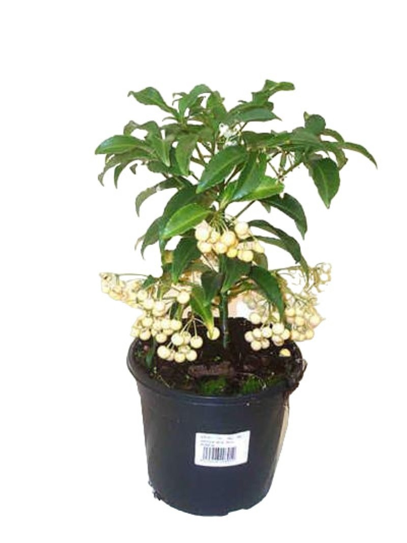 ARDISIA  M14- 40cm. BLANCA